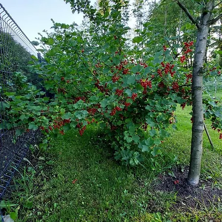 Lawendowy Na Wiejskiej