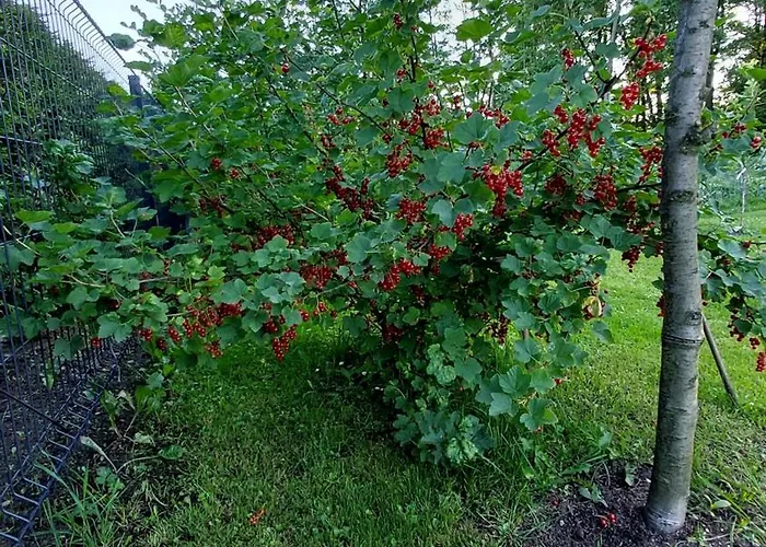 Lawendowy Na Wiejskiej